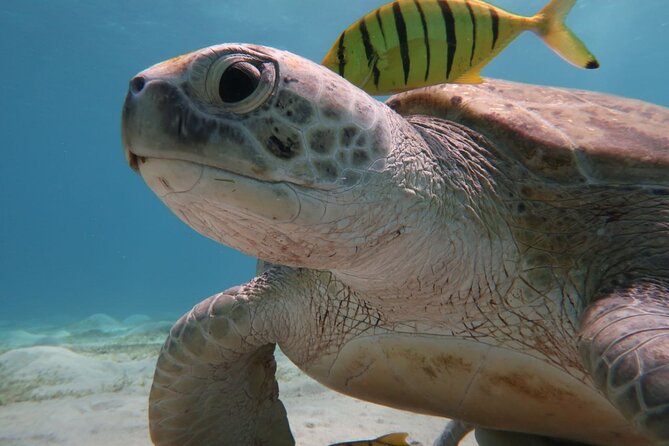 Snorkeling Boat Trip with Dugongs and Turtles in Marsa Alam - Sea Sickness and Wave Conditions: The One Real Downside to Plan For