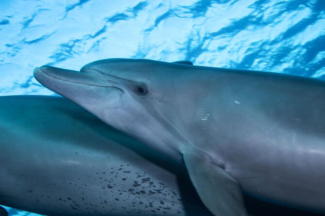 Snorkeling with Dolphins at Dolphin House Boat Trip in Hurghada - Hurghada Dolphin House: the Red Sea day that stays human-sized