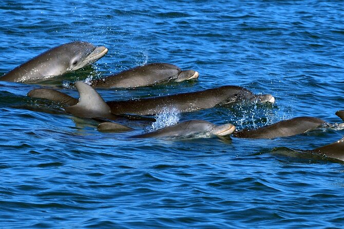 Snorkeling with Dolphins at Dolphin House Boat Trip in Hurghada - Price and value: what $18.99 really buys