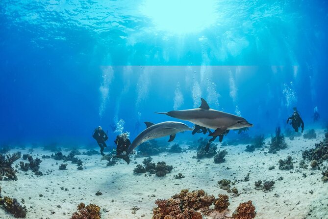 Snorkeling with Dolphins at Dolphin House Boat Trip in Hurghada - The Dolphin House visit: making the dolphin moment actually work for you