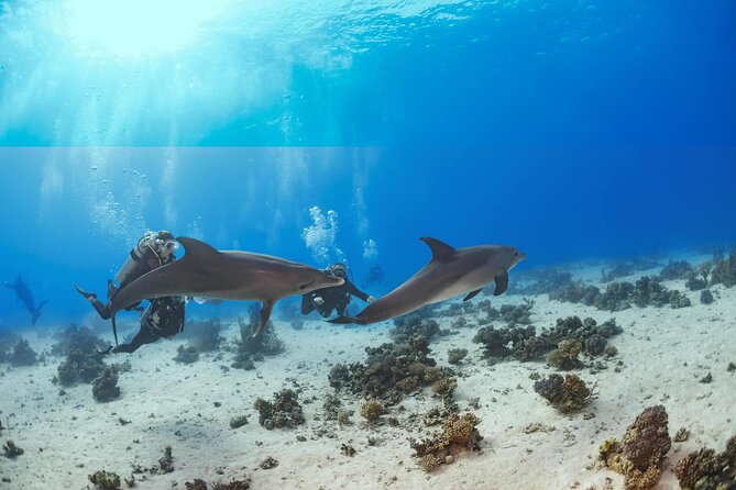 Snorkeling with Dolphins at Dolphin House Boat Trip in Hurghada - Getting picked up in Hurghada: plan for a longer morning than you think