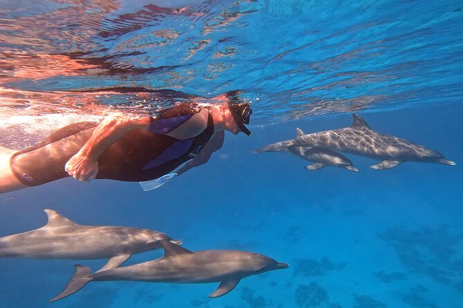 Swim With Dolphins at Dolphin House With Lunch - Hurghada - Dolphin House Key Highlights