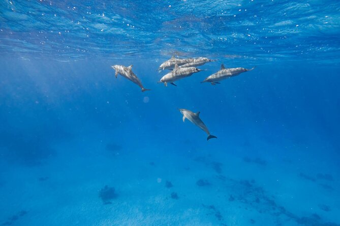 Swim With Dolphins at Dolphin House With Lunch - Hurghada - Dolphin House in Hurghada: why this is more than a basic snorkel day