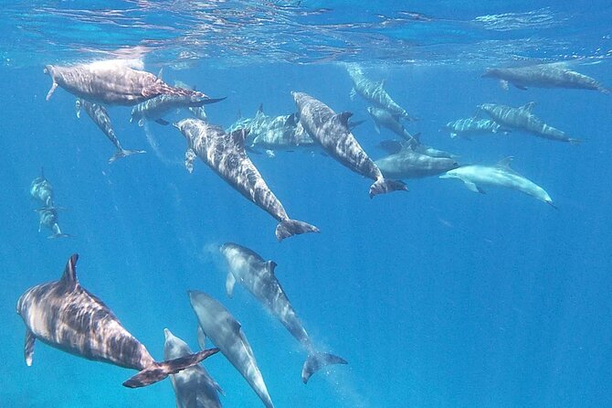 Swim With Dolphins at Dolphin House With Lunch - Hurghada - Two snorkeling stops in the Red Sea: coral time, fish time, and what to expect