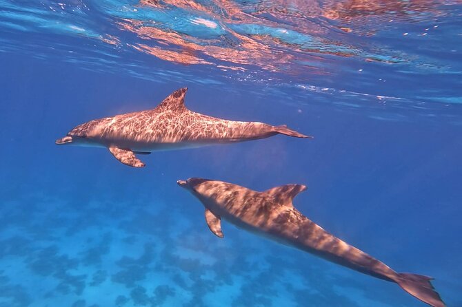 Swim With Dolphins at Dolphin House With Lunch - Hurghada - Swimming with dolphins: how to maximize your odds without stressing