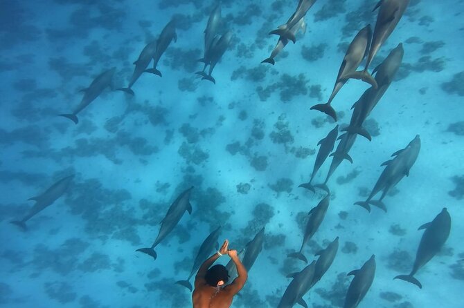Swim With Dolphins at Dolphin House With Lunch - Hurghada - Boat comfort: lunch, soft drinks, and staying sane in the sun