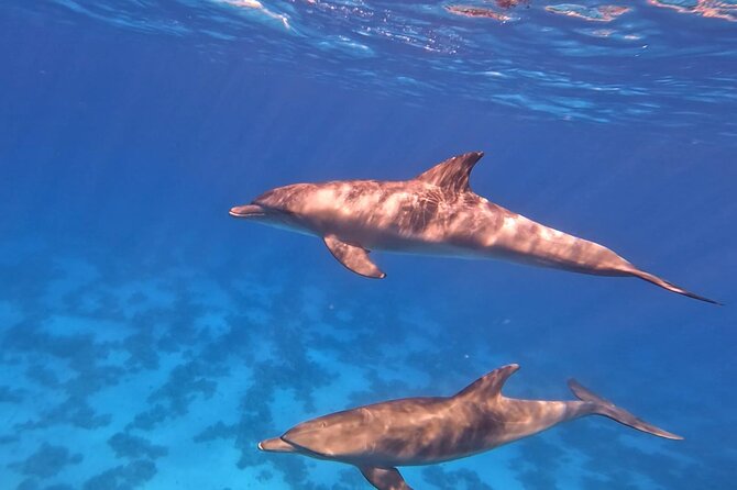 Swim With Dolphins at Dolphin House With Lunch - Hurghada - Equipment and guides: the secret sauce for first-timers