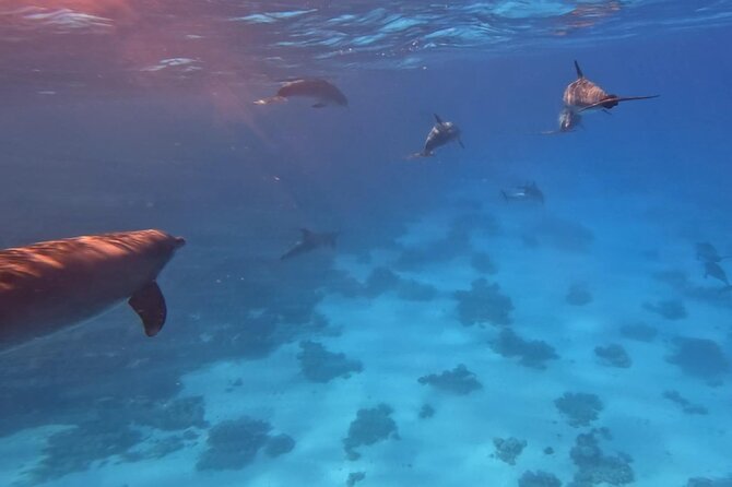 Swim With Dolphins at Dolphin House With Lunch - Hurghada - Water sports add-ons: when banana boat and quadra boat actually happen