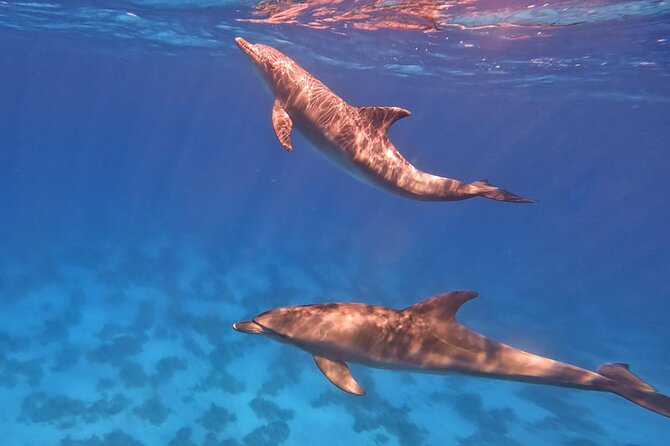 Swim With Dolphins at Dolphin House With Lunch - Hurghada - Price and value: what $15.12 really buys you
