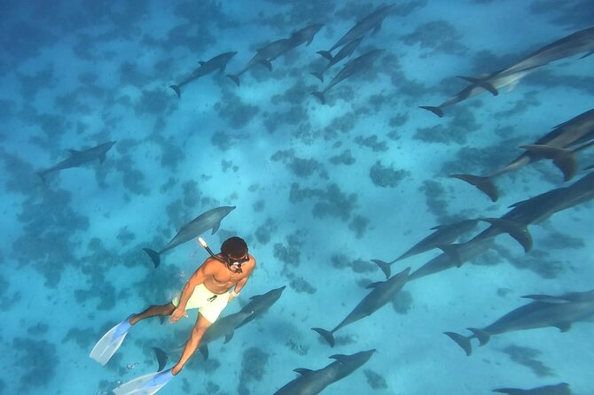 Swim With Dolphins at Dolphin House With Lunch - Hurghada - Getting started at 8:00 am: pickup, transfers, and how the day flows