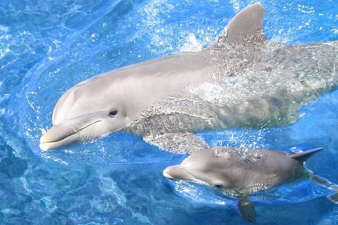 Swim with Dolphins Semi Private Speedboat Sea Tour - Hurghada - Dolphin House by semi-private speedboat: what you are really buying