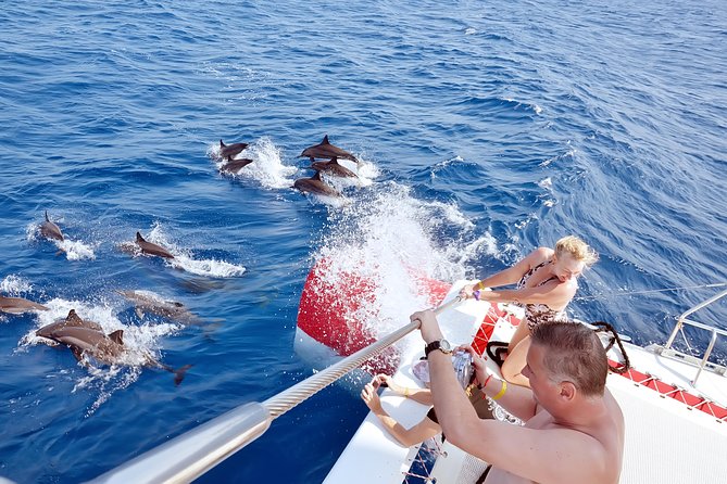 Swim with Dolphins Semi Private Speedboat Sea Tour - Hurghada - Dolphin House dolphin swim expectations: gear, rules, and reality checks