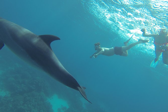 Swim with Dolphins Semi Private Speedboat Sea Tour - Hurghada - Banana and quadra rides, plus a buffet lunch on board