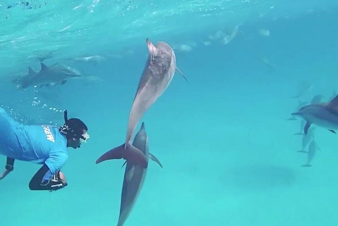 Swim with Dolphins Semi Private Speedboat Sea Tour - Hurghada - Semi-private with up to 15 people: how it changes the vibe