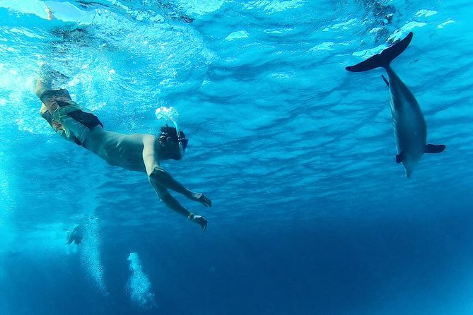 Swim with Dolphins Semi Private Speedboat Sea Tour - Hurghada - Who should book this Dolphin House speedboat trip