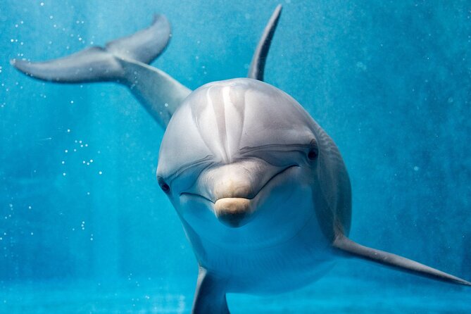 Swim with Dolphins Semi Private Speedboat Sea Tour - Hurghada - Snorkeling stops: Dolphin House plus a second reef session