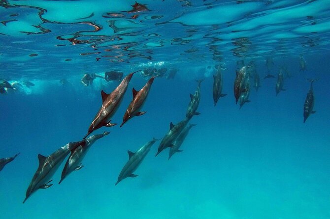 Swimming With Dolphin in Red Sea Adventure with Lunch - Hurgada - Dolphin House in Hurghada: what you are really buying