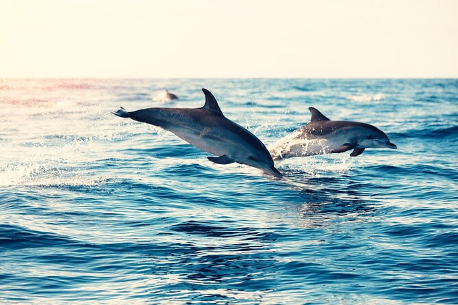 Swimming With Dolphin in Red Sea Adventure with Lunch - Hurgada - Banana ride and quadra: the fun add-ons, with limits