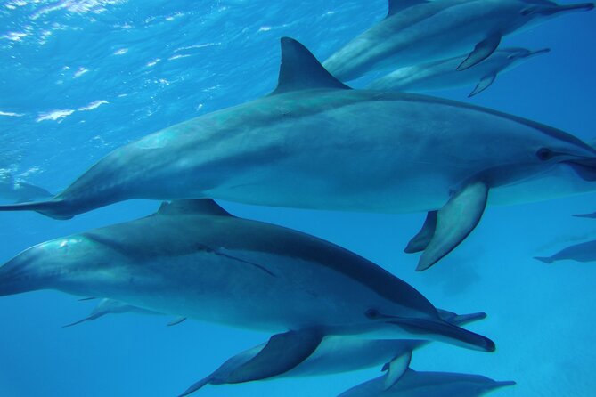 Swimming with Dolphin VIP Snorkeling Sea Trip With Lunch and Transfer - Hurghada - What You Really Get for the Price (And What It Can Cost Extra)