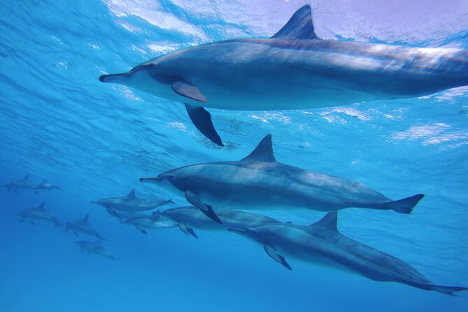 Swimming with Dolphin VIP Snorkeling Sea Trip With Lunch and Transfer - Hurghada - Boat Vibe, Crew Service, and the Real-Life Differences Between Days