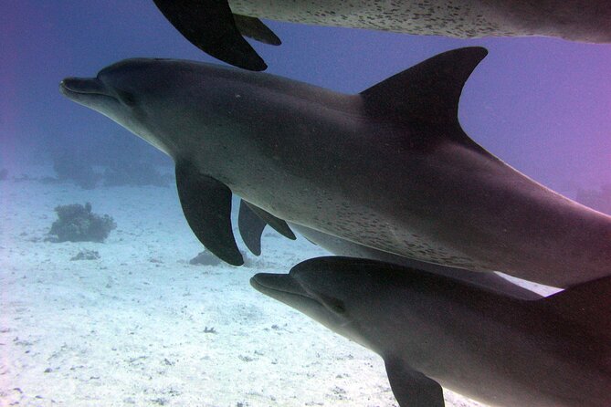 Swimming with Dolphins and Banana Boat Sea Trip Day Experience - Hurghada - Red Sea snorkeling stops: coral, fish, and getting comfortable in the water