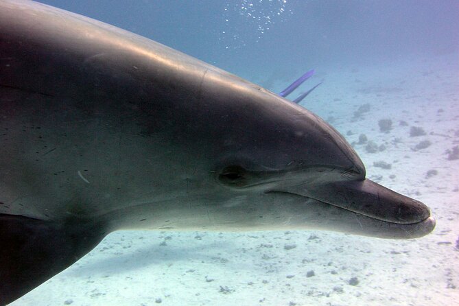 Swimming with Dolphins and Banana Boat Sea Trip Day Experience - Hurghada - Banana boat ride and the “crazy fun” factor