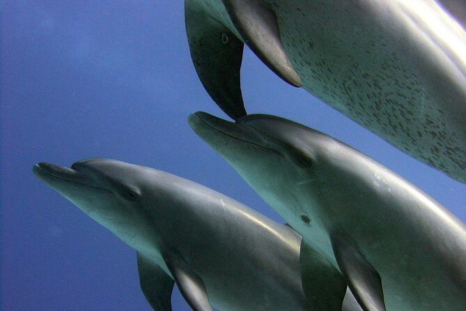 Swimming with Dolphins and Banana Boat Sea Trip Day Experience - Hurghada - Who this trip fits best
