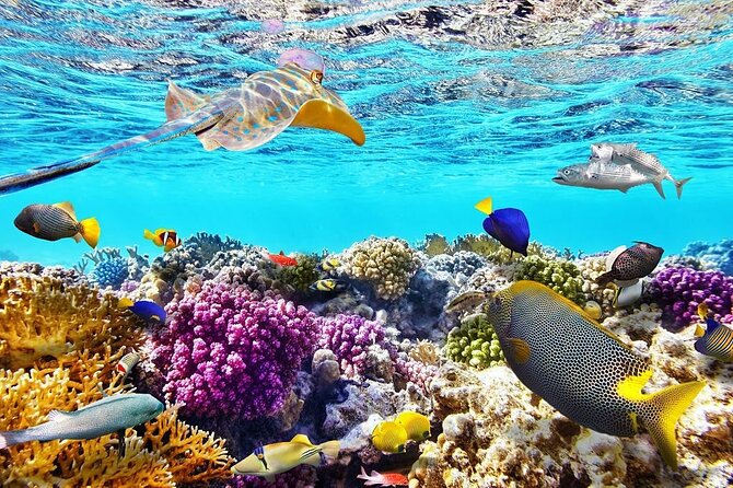 Tiran Island Snorkeling Excursion - Morning pickup in Sharm: start at 8:00 am and settle in