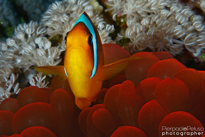 Tiran Island Snorkeling Experience by Yacht Sharm El Sheikh - Snorkeling setup: gear, instructor, and two stops around Tiran Island