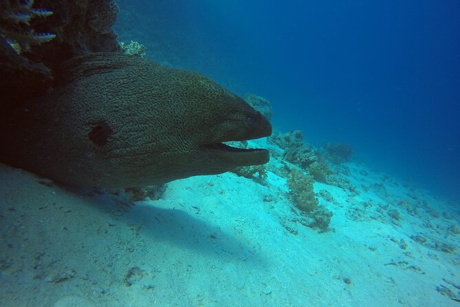 Try Scuba Diving Experience for Beginners in Hurghada - The Morning Setup: Pickup, Meeting Point, and First Instructions