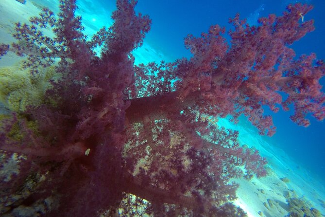 Try Scuba Diving Experience for Beginners in Hurghada - Reef Time in Two Acts: How the Day Is Split
