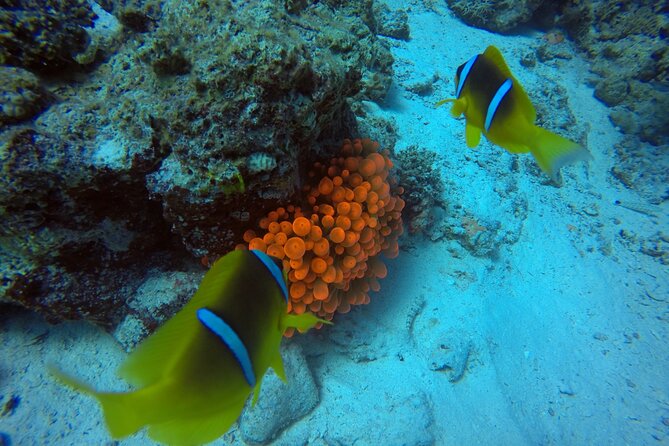 Try Scuba Diving Experience for Beginners in Hurghada - The Instructor Factor: British PADI Teaching That Puts You at Ease