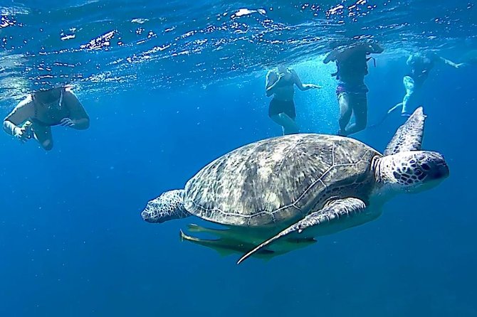 Turtles Bay, Swimming with Turtles Hurghada & Marsa ALam - Underwater photos with guide help: how to get better results