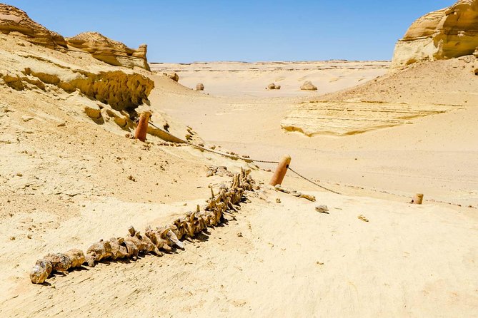 Valley of Whales and Wadi El Rayan Water Falls Day Tour from Cairo - Lunch timing and what you get at the camp or restaurant stop