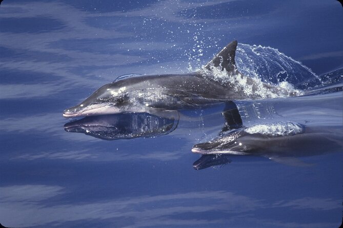 ViP Full Day Swimming With Dolphin Sea Trip With Lunch - Hurghada - Hurghada to Dolphin House: the day’s big idea