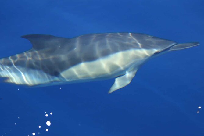 ViP Full Day Swimming With Dolphin Sea Trip With Lunch - Hurghada - Getting picked up and to the pier without stress
