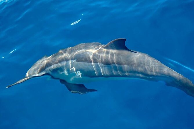 ViP Full Day Swimming With Dolphin Sea Trip With Lunch - Hurghada - Snorkeling gear, life jackets, and realistic comfort tips