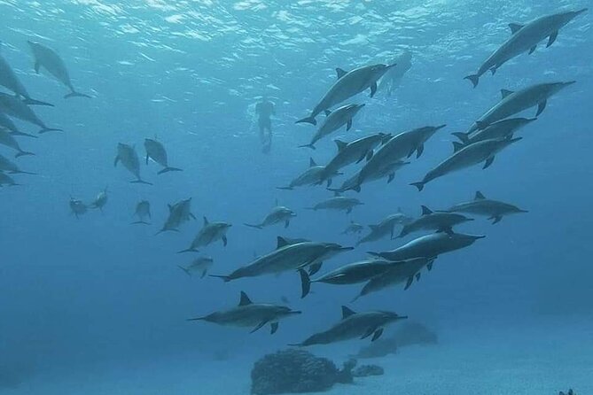 ViP Full Day Swimming With Dolphin Sea Trip With Lunch - Hurghada - Weather and sea-sickness: the part that can change everything