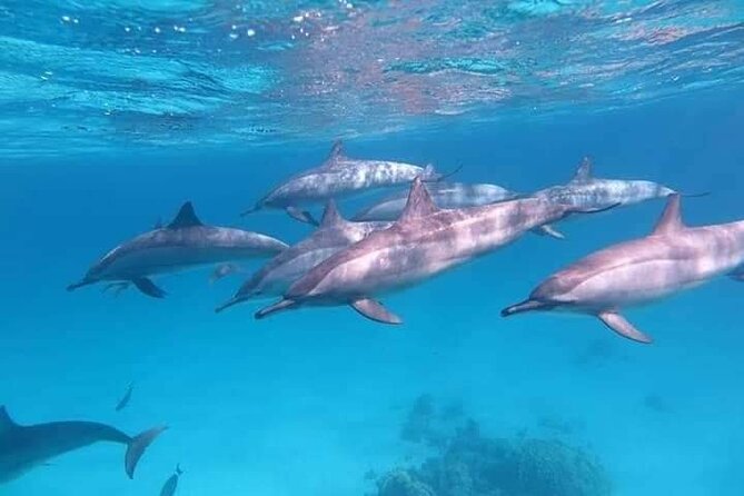 ViP Full Day Swimming With Dolphin Sea Trip With Lunch - Hurghada - Dolphin House snorkeling: what you are really paying for