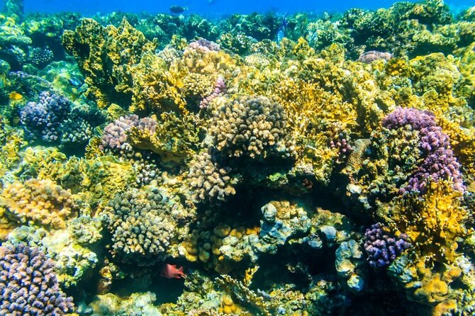 VIP -White Island & Ras Mohamed Snorkel Excursion - Lunch is not an afterthought: BBQ, drinks, and pacing your energy