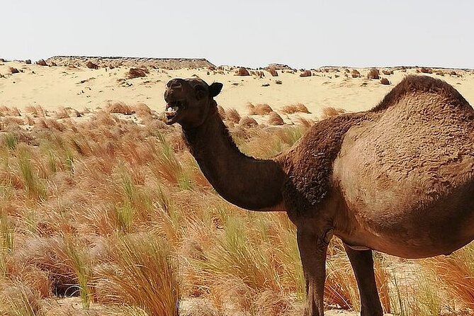 White and Black Desert in Egypt 2 days 1 Night unforgettable Trip - Price and logistics: is $180 good value, and what’s not covered?